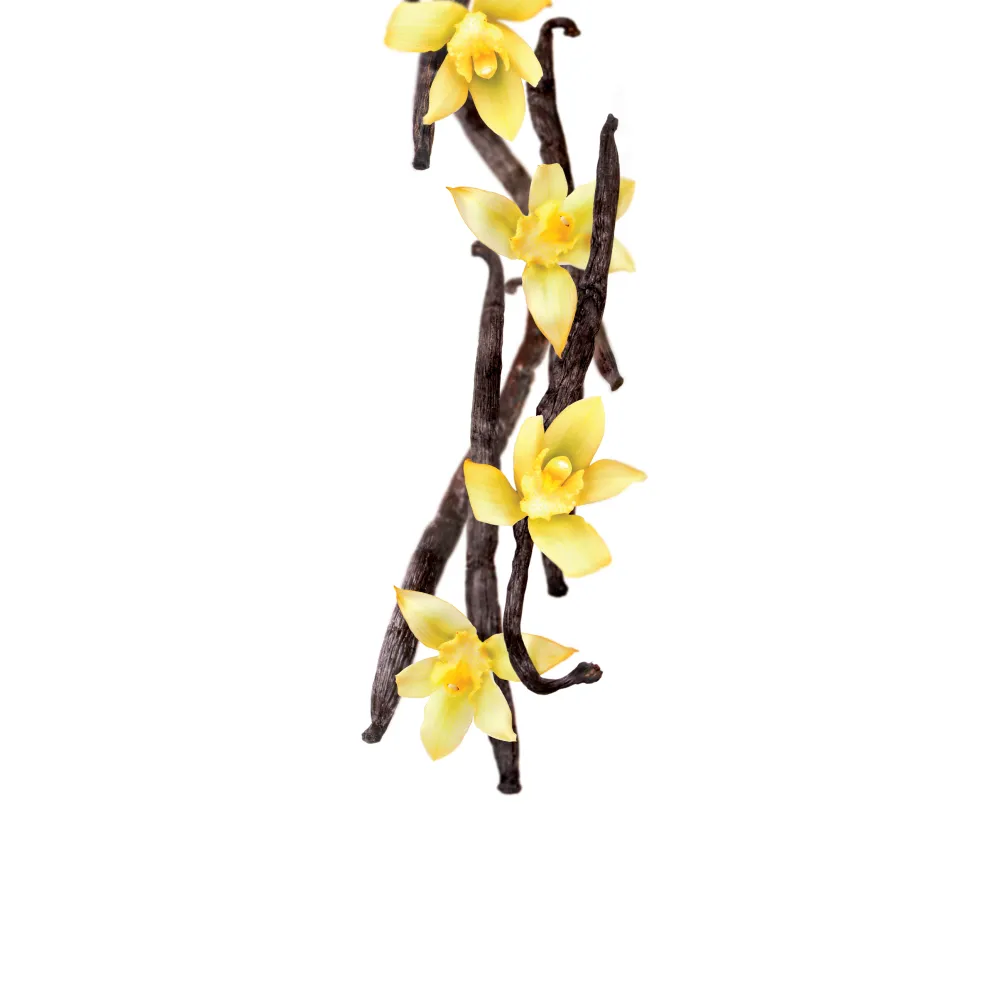 Vanilla syrup 1L (275202160013)