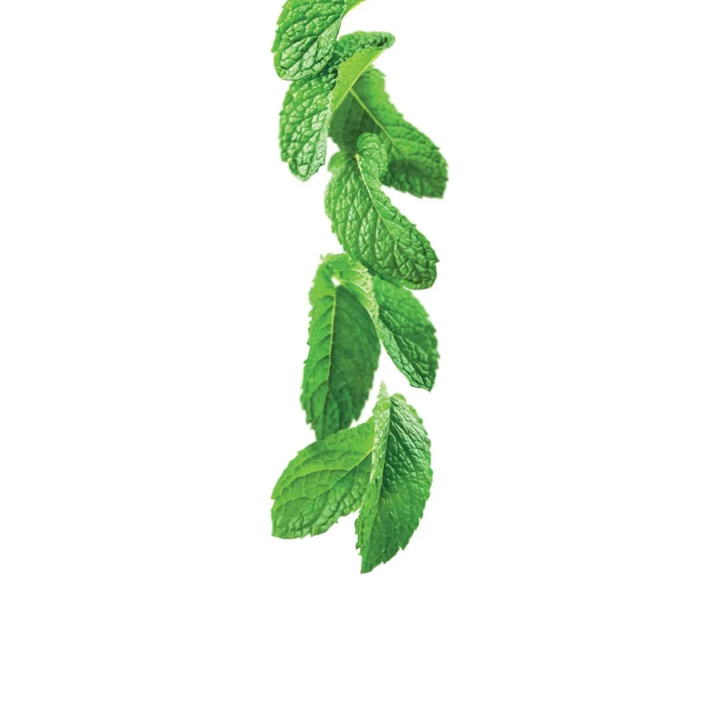 Green mint syrup 1L (275202160049)