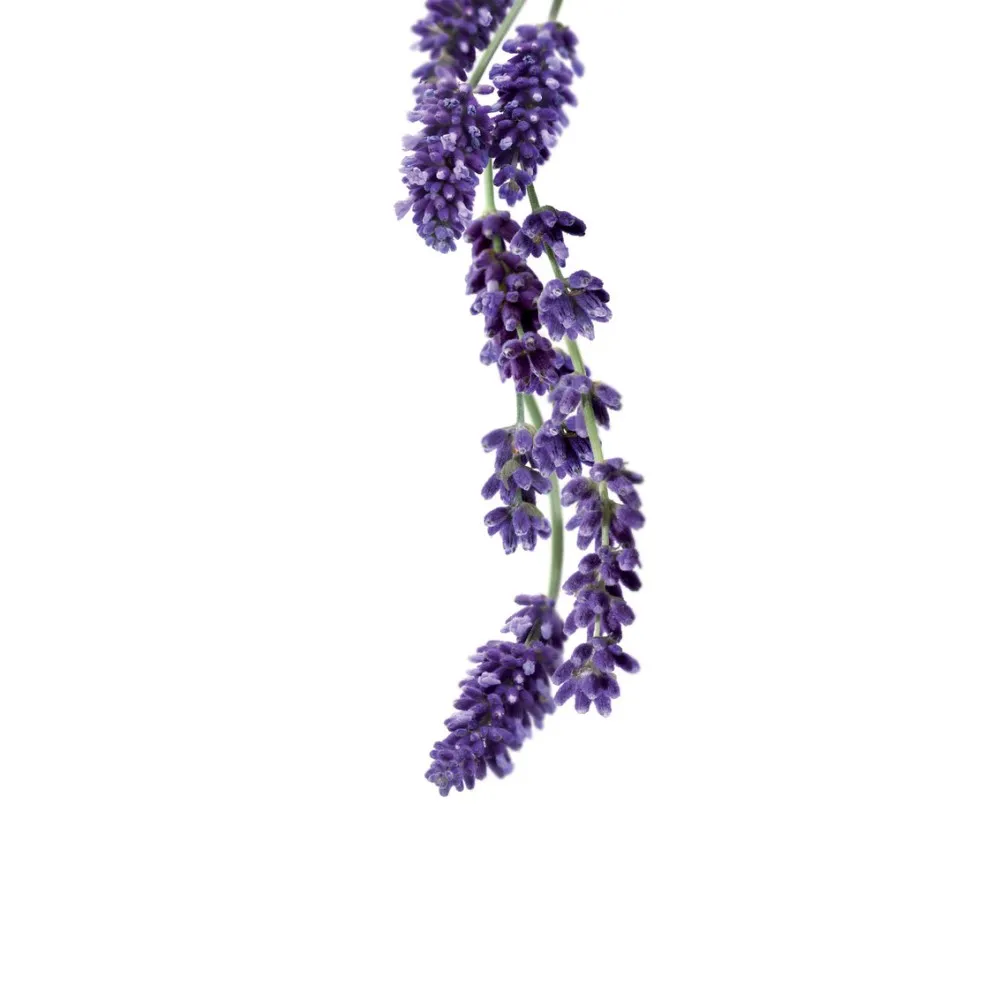 Lavender syrup 1L (275202160009)