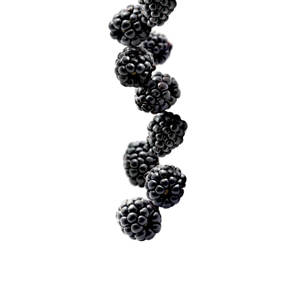 Blackberry syrup 1L (275202160001)