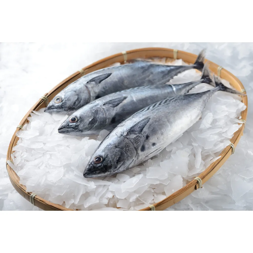 Ice maker SC1.5TN-S, 1500kg/24h (50009)